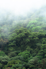 Monteverde Cloud Forest Costa Rica Rainforest cloudy jungle hill wet moist moss covered trees mist fog