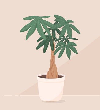 Vector trendy illustration of home plant in a pot. Money bonsai or pachira aquatica. Wooden trunk and large green leaves. Object for decoration.