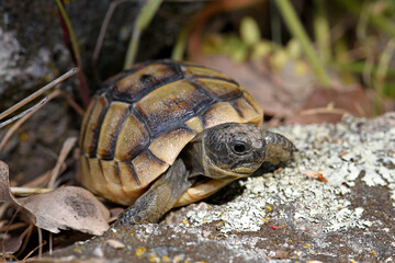 Spur-thighed tortoise, Greek tortoise / Maurische Landschildkröte (Testudo graeca) aus Thrakien, Griechenland (Jungtier) © bennytrapp