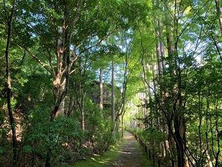 tropical forest with trees