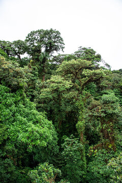 Monteverde Cloud Forest Costa Rica Rainforest cloudy jungle wet moist moss covered trees © Lukas