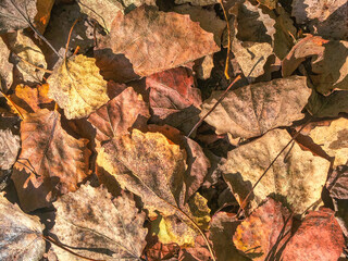 background of autumn yellowed foliage
