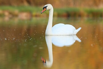 Beautiful swan on a lake. Amazing bird in the nature habitat.