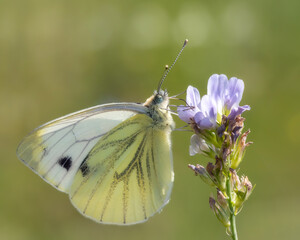 Green-veined white butterfly on a flower