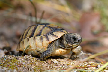 Maurische Landschildkröte (Testudo graeca) / Spur-thighed tortoise, Greek tortoise © bennytrapp