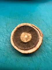 Pilz