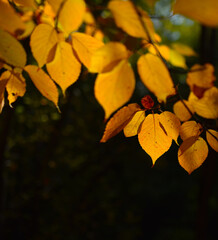 yellow autumn leaves on branches