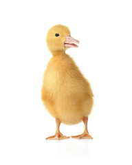 Cute fluffy gosling on white background. Farm animal