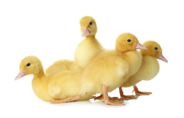 Cute fluffy goslings on white background. Farm animals