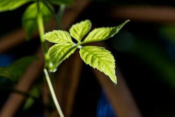 Jiaogulan, Gynostemma, Miracle grass , Southern ginseng , 5-Leaf ginseng , Penta tea,green leaves have property medicine on nature  background.