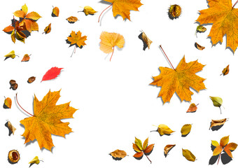 Fototapeta na wymiar Collection of autumn leaves on white background