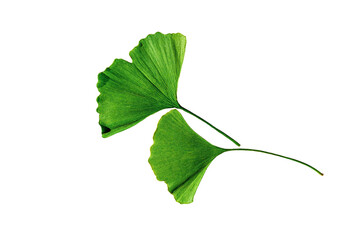 Green leaves of ginkgo biloba