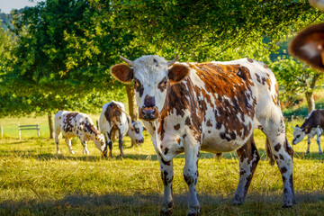Animal ferme vache 441