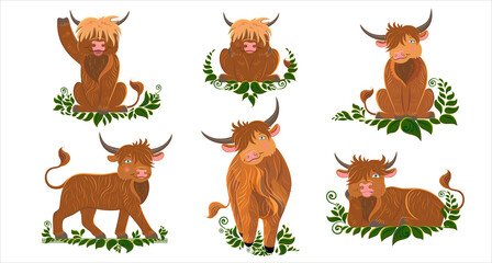 Scottish breed of long-haired cows. Cute cartoon style. Vector illustration of alpine cattle