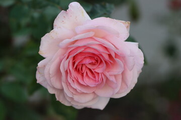 pink rose