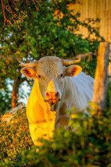 Animal ferme vache 450