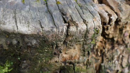 近くで見た切り株