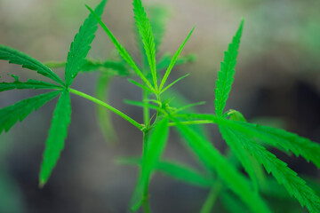 Cannabis weed texture on background.