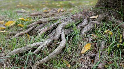 木の根と落ち葉