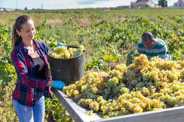 Portrait of woman working at vineyard, harvesting ripe grapes