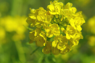 菜の花