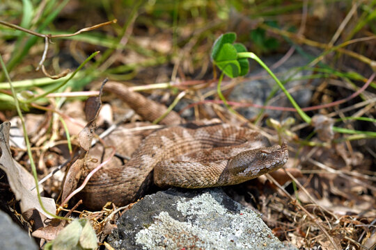 Nose-horned viper from Greece / Europ&auml;ische Hornotter (Vipera ammodytes) - Thrakien, Griechenland