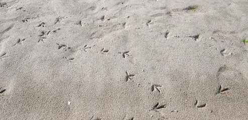 Bird's Footprint