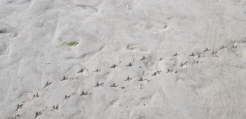 Bird's Footprint