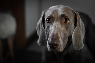 Portrait of a young female Weimar dog on a grey background.