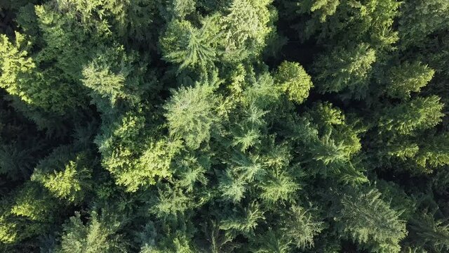 Forest with huge green trees from above by overhead drone shot. Pine trees, Spruce, Fir, Larch with different shades of green in morning light. Healthy looking forest in aerial view