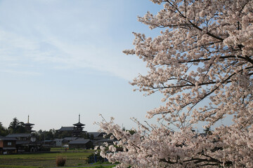 桜咲く薬師寺