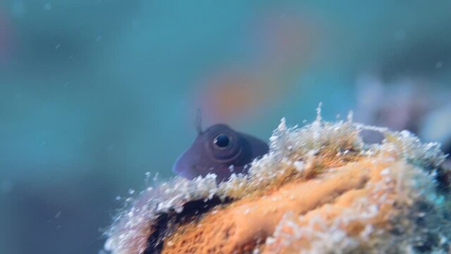 A blenny hiding in its hole on the reef in Maldives
