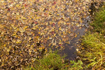Many Autumn fall yellow orange red colorful leaves in lake water background texture