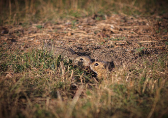 zwei Ziesel küssen sich