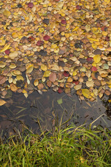 Many autumn fall yellow orange red colorful leaves in lake water background texture
