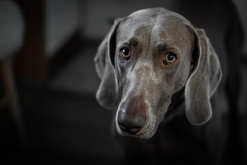 Portrait of a young female Weimar dog on a grey background.