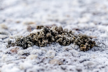 Landscape of Dzharylhach island, Ukraine