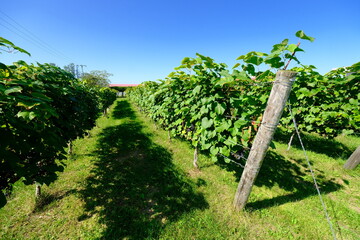 葡萄畑