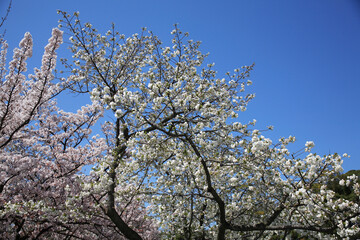 二条城の八重桜