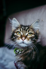Portrait d'un adorable chaton angora tigré