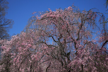 二条城のしだれ桜