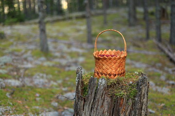 Fototapeta na wymiar A basket of berries stands in a clearing in a pine forest. harvesting in autumn
