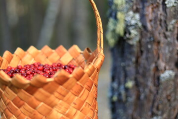 Obraz premium A basket of berries stands in a clearing in a pine forest. harvesting in autumn