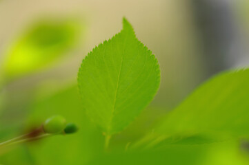 オオシマザクラの若葉