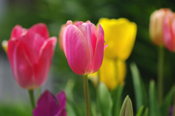 チューリップ