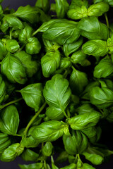 Fresh green basil leaves in a dark setting