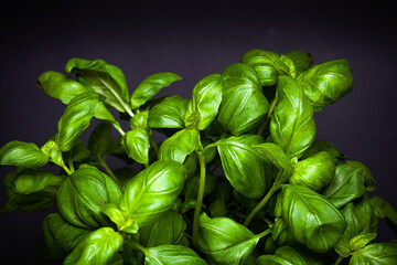 Fresh green basil leaves in a dark setting
