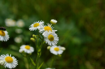 Chamomile flowers field wide background in sun light. Summer Daisies. Beautiful nature scene with blooming medical chamomilles.
