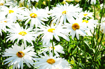 Chamomile flowers field wide background in sun light. Summer Daisies. Beautiful nature scene with blooming medical chamomilles.