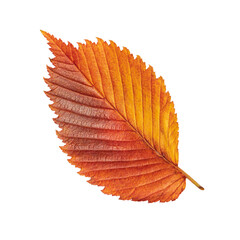 Red and orange fall elm leaf isolated on white background. Close up of autumn leaves